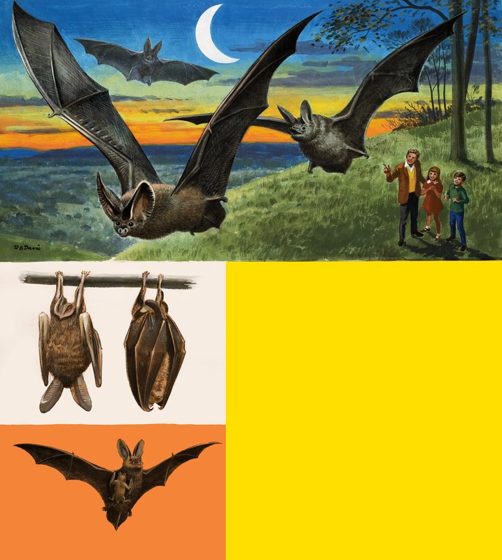 चमगादड़ द्वारा अंग्रेजी स्कूल