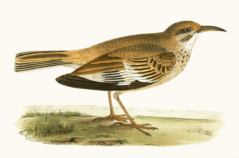 चार्ल्स रॉबर्ट ब्री (1811-86) द्वारा 1867 में प्रकाशित &39;ए हिस्ट्री ऑफ द बर्ड्स ऑफ द बर्ड्स नॉट अ ऑब्जर्व्ड इन द ब्रिटिश आइल्स&39; का चित्रण बिफासिसिटेड लार्क द्वारा अंग्रेजी स्कूल