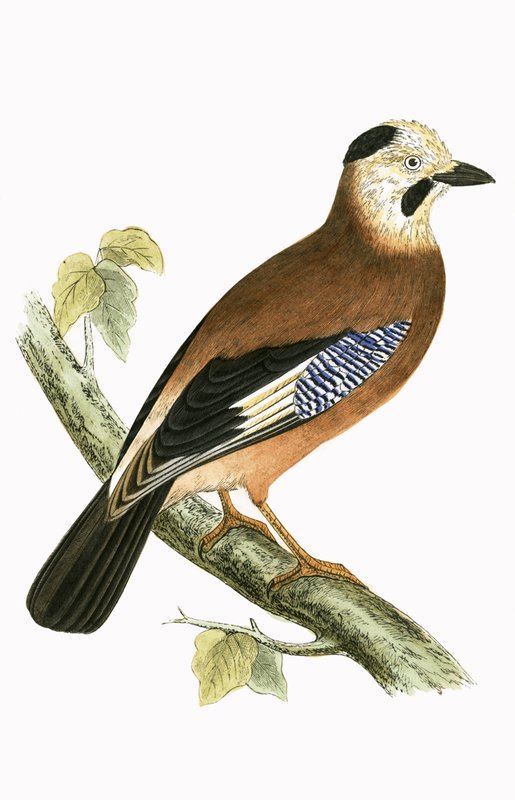 ब्लैक हेडेड जे, चार्ल्स रॉबर्ट ब्री (1811-86) द्वारा 1867 में प्रकाशित &39;ए हिस्ट्री ऑफ द बर्ड्स ऑफ नॉट ऑब्जर्व्ड इन द ब्रिटिश आइल्स&39; का चित्रण। द्वारा अंग्रेजी स्कूल