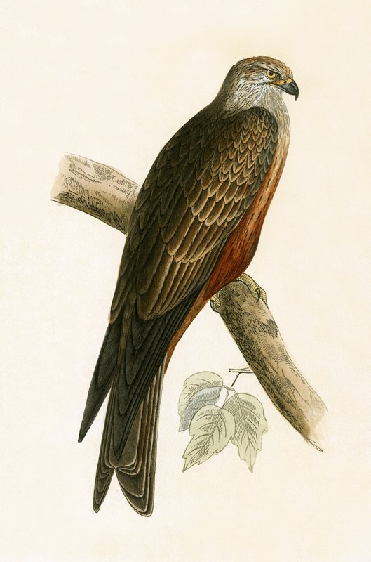 ब्लैक काइट, चार्ल्स रॉबर्ट ब्री (1811-86) द्वारा 1867 में प्रकाशित &39;ए हिस्ट्री ऑफ द बर्ड्स ऑफ नॉट ऑब्जर्व्ड इन द ब्रिटिश आइल्स&39; का चित्रण द्वारा अंग्रेजी स्कूल