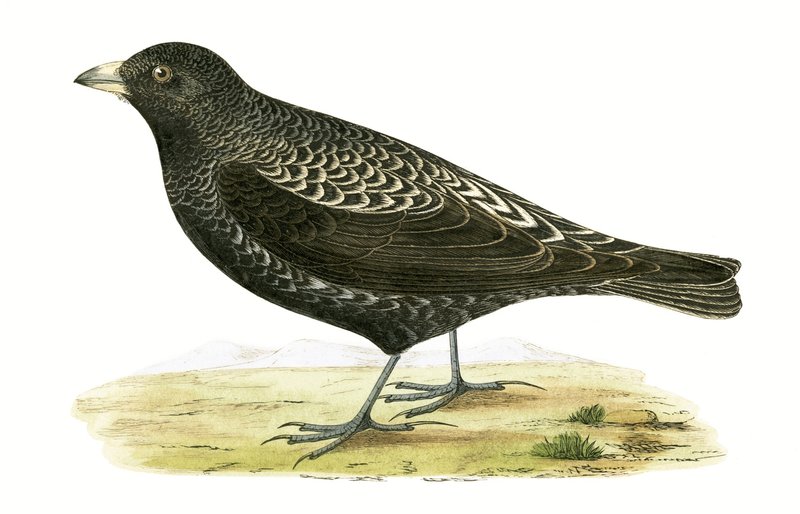 ब्लैक लार्क, चार्ल्स रॉबर्ट ब्री (1811-86) द्वारा 1867 में प्रकाशित &39;ए हिस्ट्री ऑफ द बर्ड्स ऑफ नॉट ऑब्जर्व्ड इन द ब्रिटिश आइल्स&39; का चित्रण द्वारा अंग्रेजी स्कूल