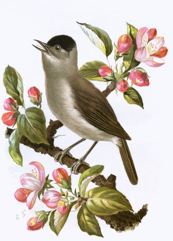 Blackcap द्वारा अंग्रेजी स्कूल