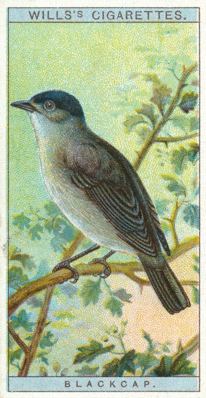 Blackcap द्वारा अंग्रेजी स्कूल
