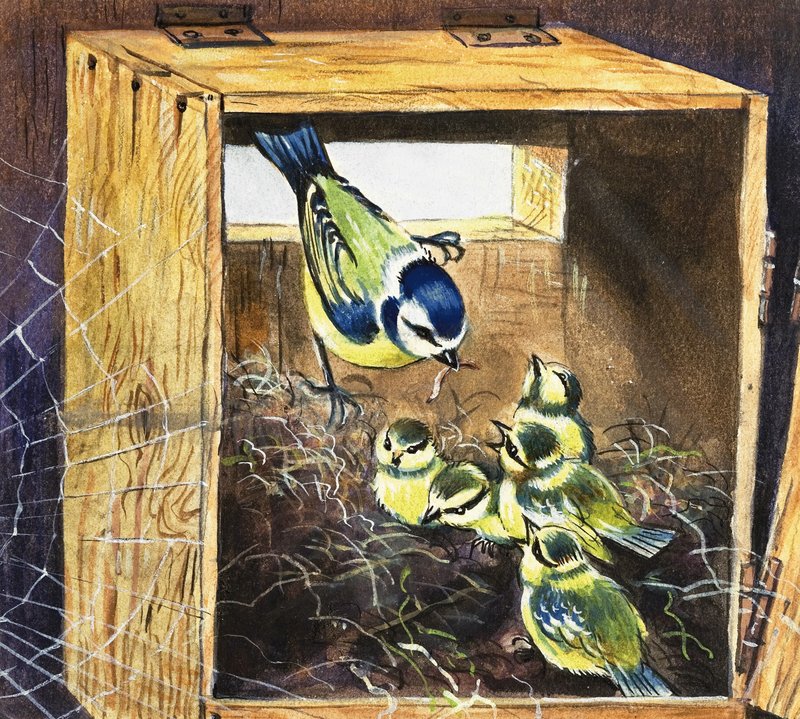 Bluetits द्वारा अंग्रेजी स्कूल