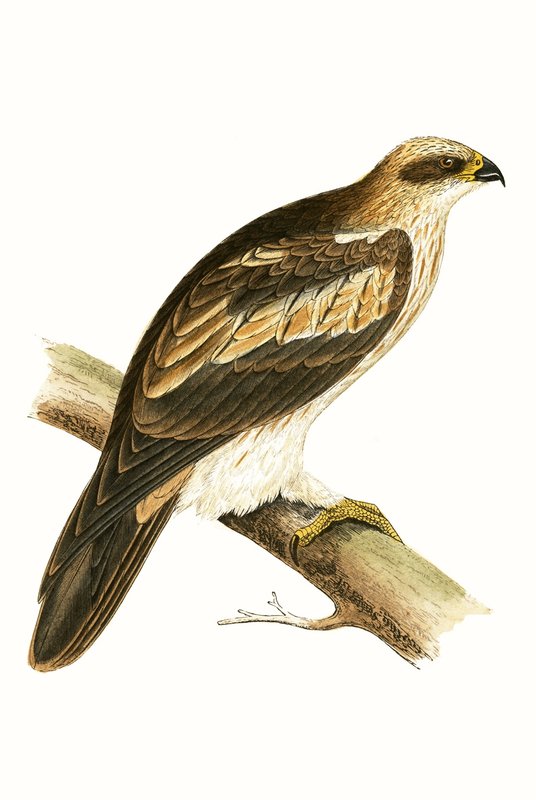बूटेड ईगल, चार्ल्स रॉबर्ट ब्री (1811-86) द्वारा 1867 में प्रकाशित &39;ए हिस्ट्री ऑफ द बर्ड्स ऑफ नॉट ऑब्जर्व्ड इन द ब्रिटिश आइल्स&39; का चित्र द्वारा अंग्रेजी स्कूल