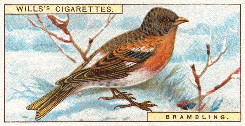 Brambling द्वारा अंग्रेजी स्कूल