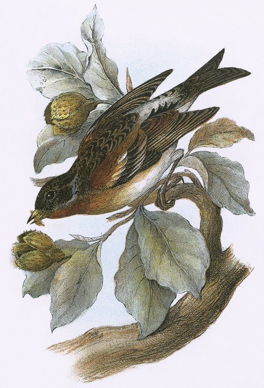 Brambling द्वारा अंग्रेजी स्कूल
