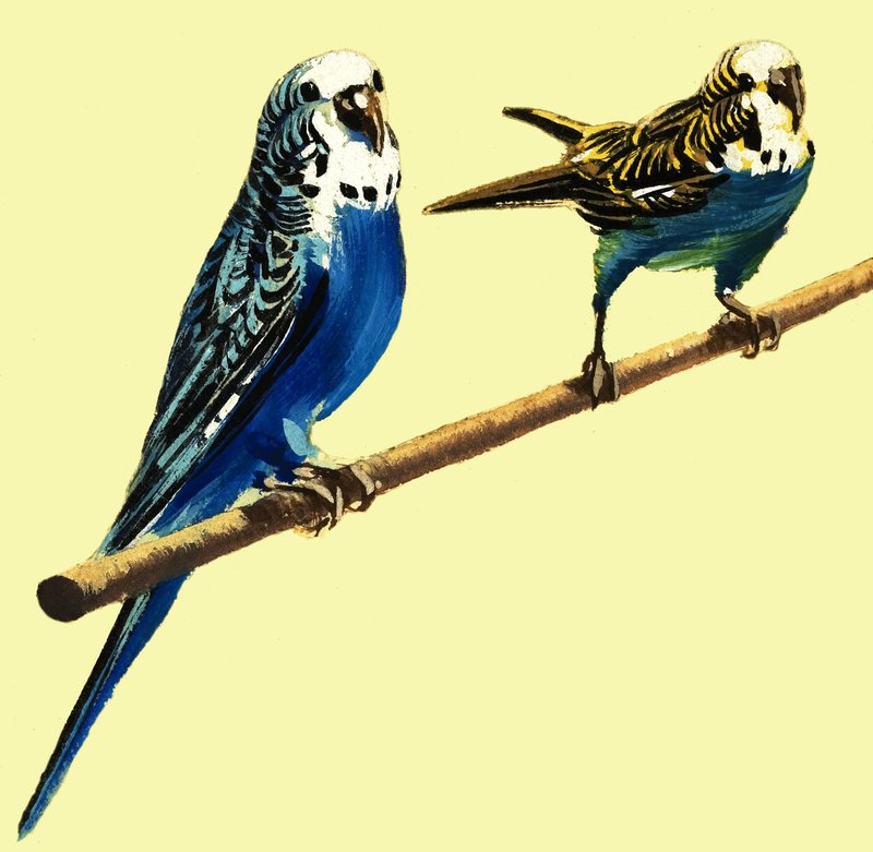 Budgerigars द्वारा अंग्रेजी स्कूल