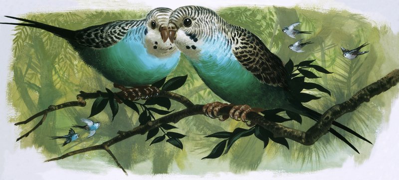 Budgerigars द्वारा अंग्रेजी स्कूल