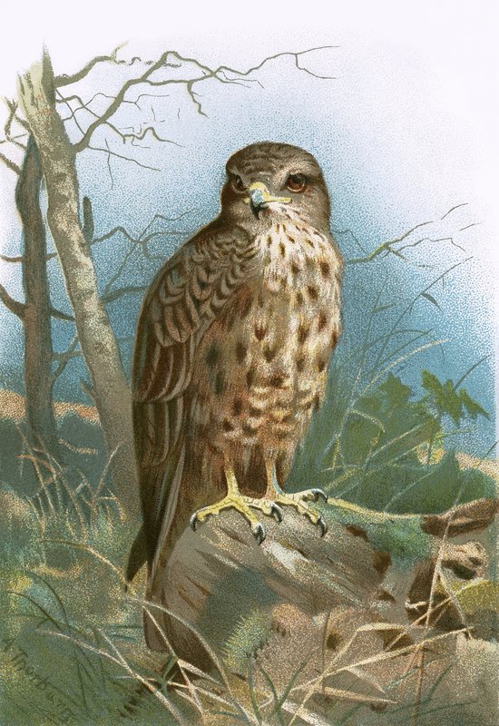 Buzzard द्वारा अंग्रेजी स्कूल
