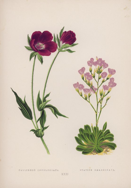 Callirhoe शामिल; इमर्जिनेटेड स्टेटिक (रंग लिथो) द्वारा अंग्रेजी स्कूल