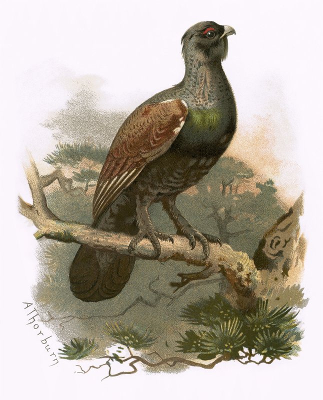 Capercailzie द्वारा अंग्रेजी स्कूल