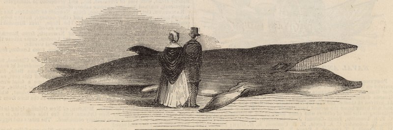 Deptford Pier से एक व्हेल को पकड़ना: व्हेल द्वारा अंग्रेजी स्कूल