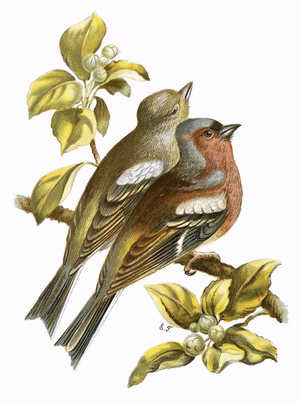 Chaffinches द्वारा अंग्रेजी स्कूल