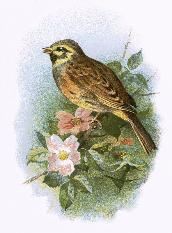 Cirl Bunting द्वारा अंग्रेजी स्कूल