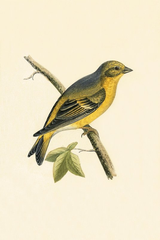 सिट्रिल फिंच, चार्ल्स रॉबर्ट ब्री (1811-86) द्वारा 1867 में प्रकाशित &39;ए हिस्ट्री ऑफ द बर्ड्स ऑफ नॉट ऑब्जर्व्ड इन द ब्रिटिश आइल्स&39; का चित्रण द्वारा अंग्रेजी स्कूल