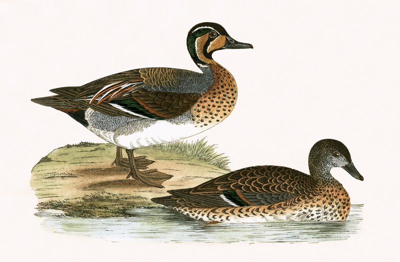 चार्ल्स रॉबर्ट ब्री (1811-86), 1867 में प्रकाशित &39;द ए हिस्ट्री ऑफ द बर्ड्स ऑफ बर्ड्स नॉट अ ऑब्जर्व्ड इन द ब्रिटिश आइल&39; का क्लार्किंग टील द्वारा अंग्रेजी स्कूल
