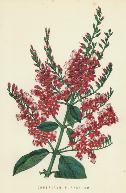 combretum Osakazuki द्वारा अंग्रेजी स्कूल