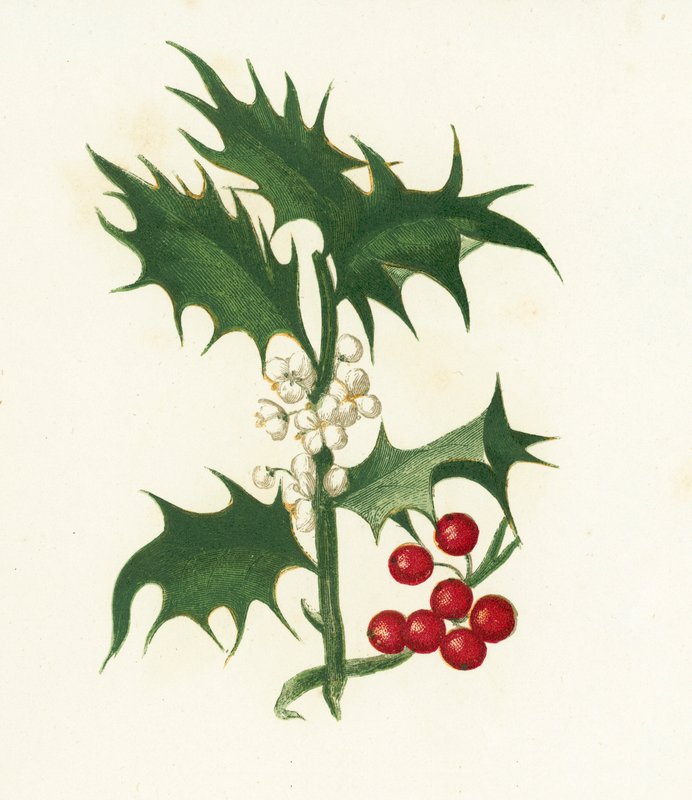 कॉमन हॉली, Ilex Aquifolium द्वारा अंग्रेजी स्कूल