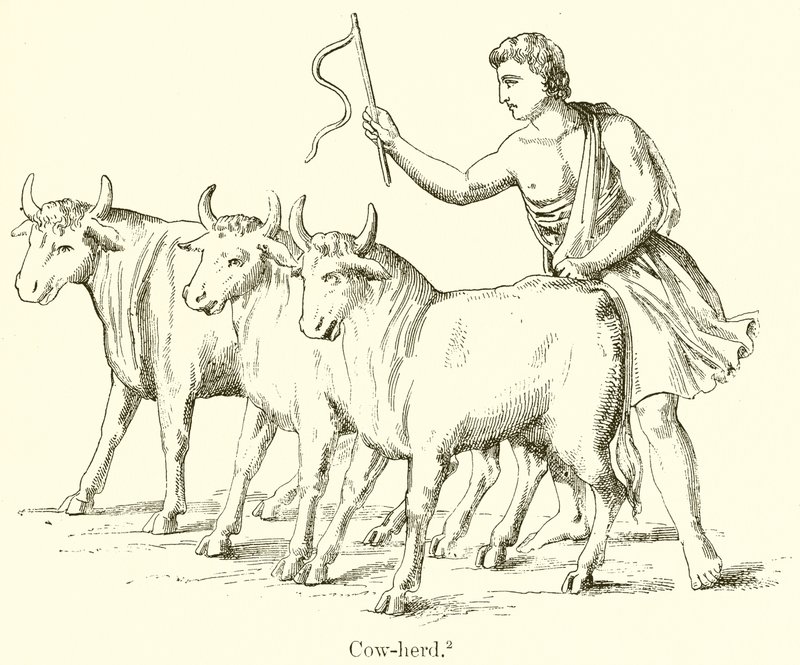 गाय-झुंड द्वारा अंग्रेजी स्कूल