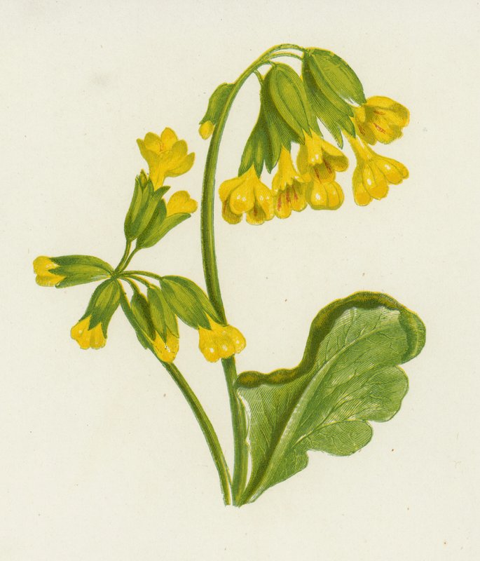 Cowslip, स्प्रिंग प्रिमरोज़ (कलर लिथो) द्वारा अंग्रेजी स्कूल