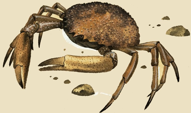 केकड़ा द्वारा अंग्रेजी स्कूल