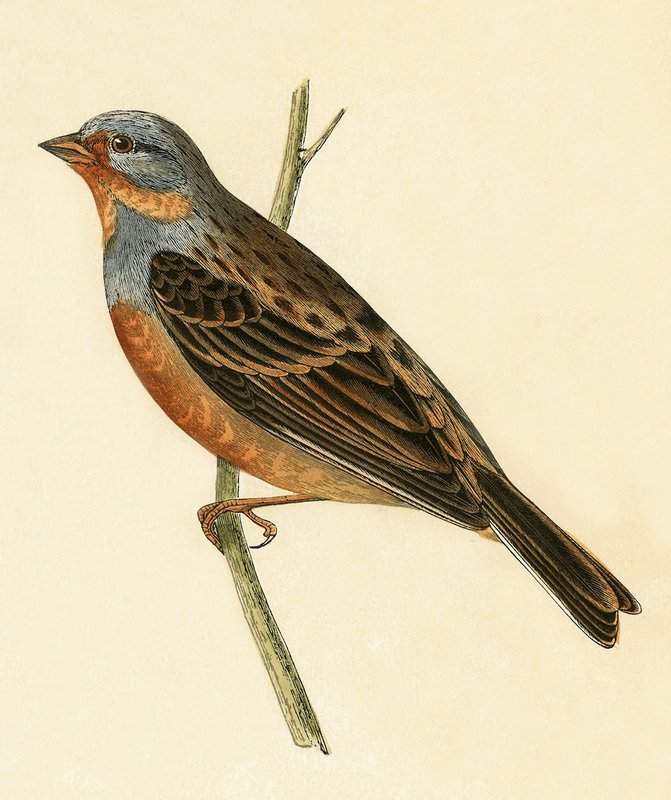 Cretzschmaer की बंटिंग, चार्ल्स रॉबर्ट ब्री (1811-86) द्वारा 1867 में प्रकाशित &39;ए हिस्ट्री ऑफ बर्ड्स ऑफ द बर्ड्स अ ऑब्जर्व्ड इन द ब्रिटिश आइल&39; का चित्रण। द्वारा अंग्रेजी स्कूल