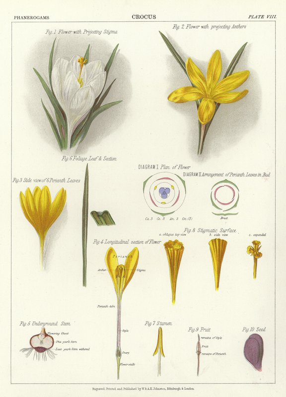 Crocus द्वारा अंग्रेजी स्कूल