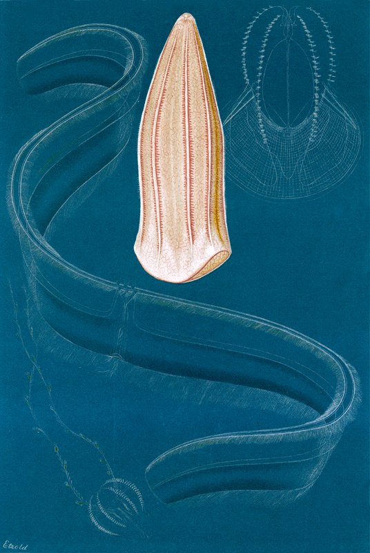 Ctenophores द्वारा अंग्रेजी स्कूल