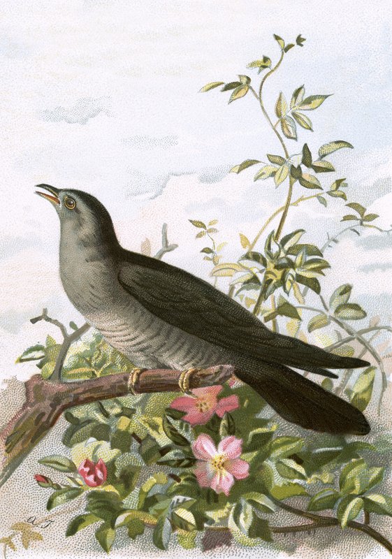 कोयल द्वारा अंग्रेजी स्कूल