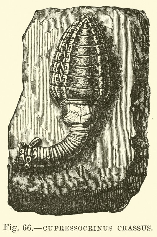 Cupressocrinus वसा द्वारा अंग्रेजी स्कूल