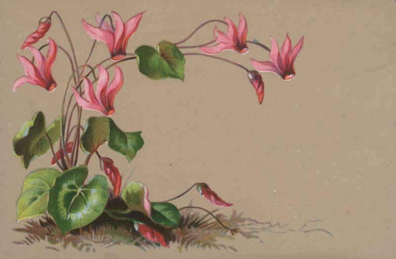 Cyclamen द्वारा अंग्रेजी स्कूल