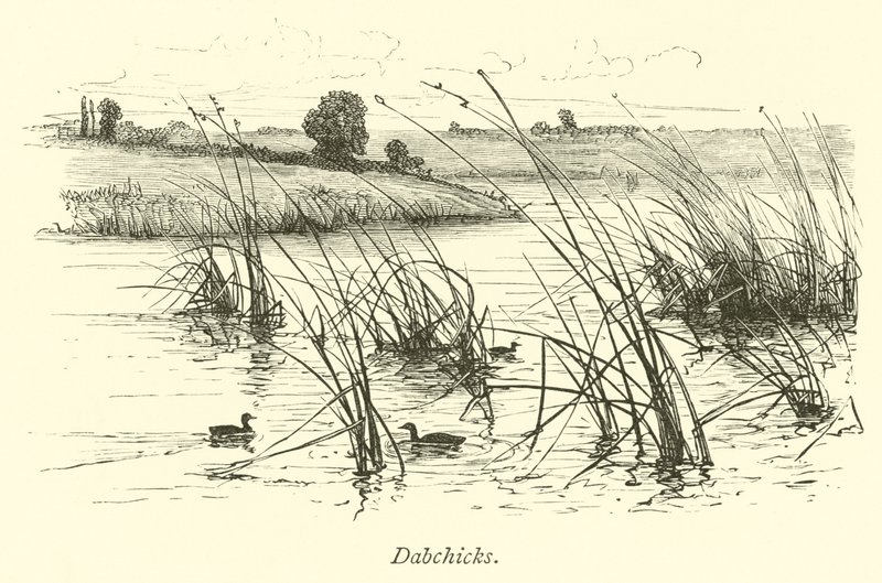 Dabchicks द्वारा अंग्रेजी स्कूल
