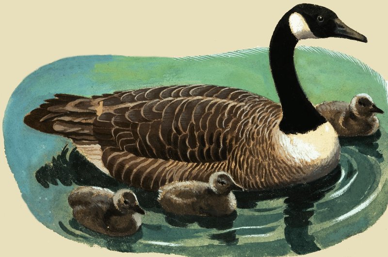 बत्तख और चूजे द्वारा अंग्रेजी स्कूल