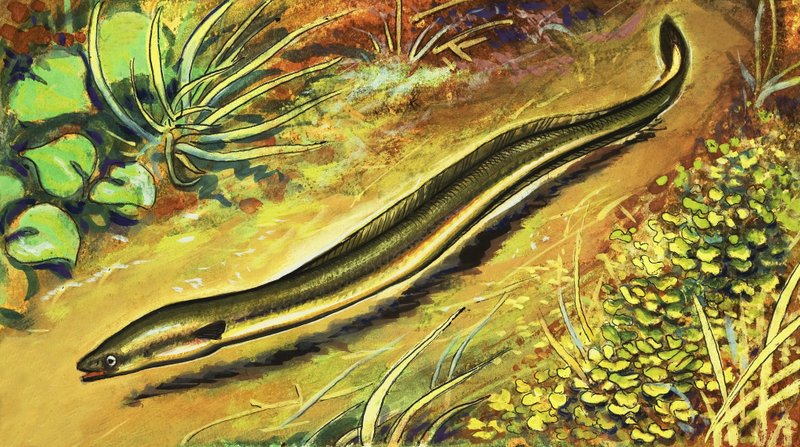 बाम मछली द्वारा अंग्रेजी स्कूल