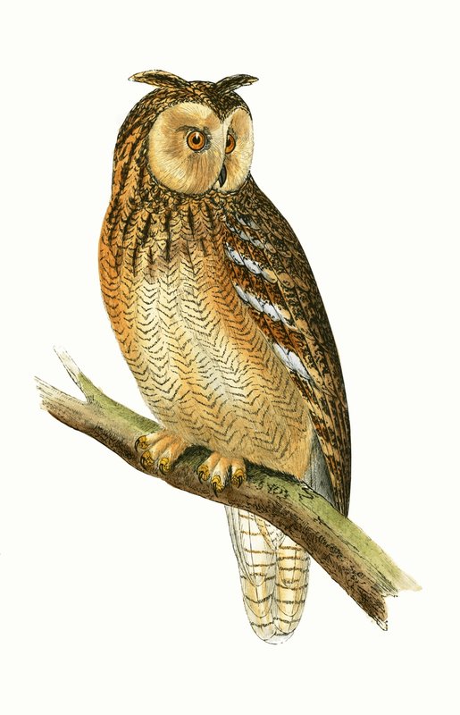 मिस्र के अर्ल उल्लू, चार्ल्स रॉबर्ट ब्री (1811-86) द्वारा 1867 में प्रकाशित &39;ए हिस्ट्री ऑफ बर्ड्स ऑफ बर्ड्स नॉट अ ऑब्जर्व्ड इन द ब्रिटिश आइल&39; का चित्रण। द्वारा अंग्रेजी स्कूल