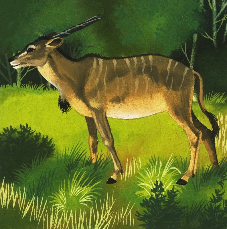 इलंड मृग द्वारा अंग्रेजी स्कूल