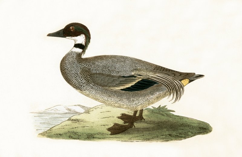 चार्ल्स रॉबर्ट ब्री (1811-86), 1867 में प्रकाशित &39;ए हिस्ट्री ऑफ द बर्ड्स ऑफ द बर्ड्स नॉट अ ऑब्जर्व्ड इन द ब्रिटिश आइल&39; का गलत वर्णन द्वारा अंग्रेजी स्कूल