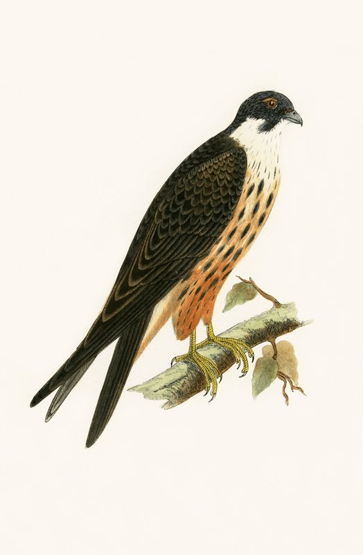 फाल्को इलोनाओरे, चार्ल्स रॉबर्ट ब्री (1811-86) द्वारा 1867 में प्रकाशित &39;ए हिस्ट्री ऑफ द बर्ड्स ऑफ नॉट ऑब्जर्व्ड इन द ब्रिटिश आइल्स&39; का चित्रण द्वारा अंग्रेजी स्कूल