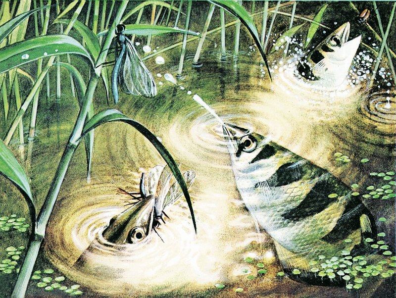 मछलियाँ जो गोलियों को भूनती हैं - आर्चरफ़िश पानी को बारूद के रूप में इस्तेमाल करती हैं द्वारा अंग्रेजी स्कूल