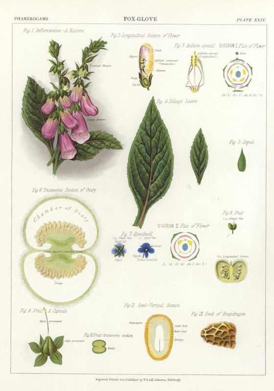 foxglove द्वारा अंग्रेजी स्कूल