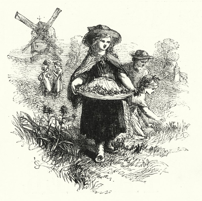Cowslips इकट्ठा करना (उत्कीर्णन) द्वारा अंग्रेजी स्कूल