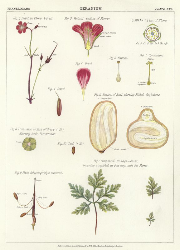 geranium द्वारा अंग्रेजी स्कूल