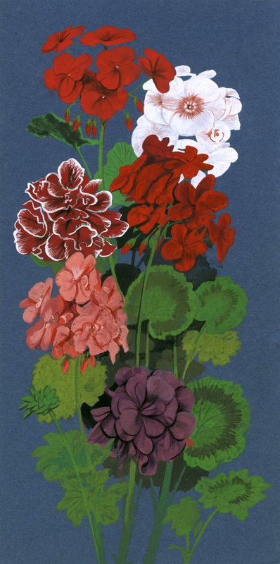 geraniums द्वारा अंग्रेजी स्कूल