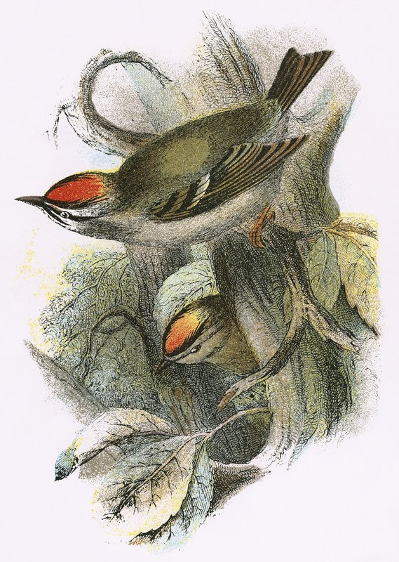 Goldcrest (नीचे) और Firecrest (शीर्ष) द्वारा अंग्रेजी स्कूल