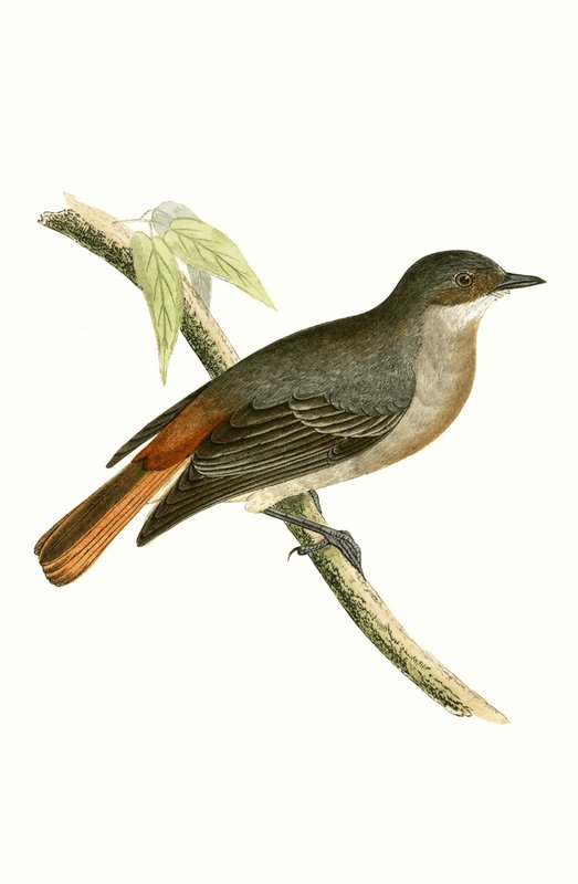 ग्रे रेडस्टार्ट, चार्ल्स रॉबर्ट ब्री (1811-86) द्वारा 1867 में प्रकाशित &39;ए हिस्ट्री ऑफ द बर्ड्स ऑफ नॉट अ ऑब्जर्व्ड इन द ब्रिटिश आइल्स&39; का चित्र द्वारा अंग्रेजी स्कूल