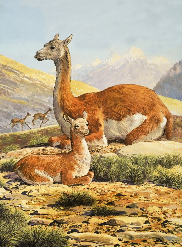 Guanacos द्वारा अंग्रेजी स्कूल