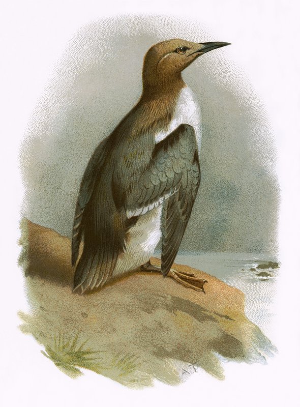 Guillemot द्वारा अंग्रेजी स्कूल