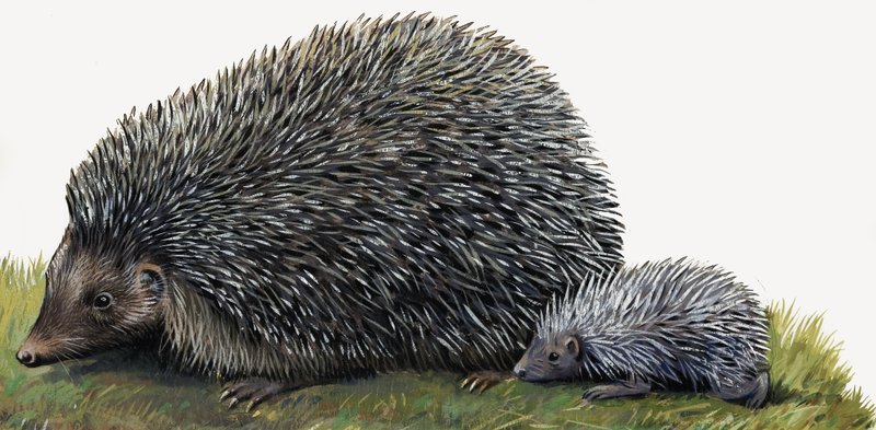 hedgehogs द्वारा अंग्रेजी स्कूल