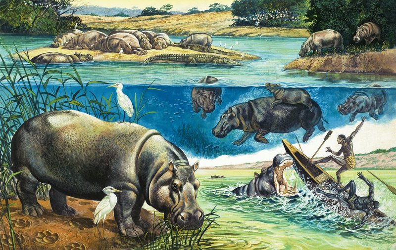 Hippopotami द्वारा अंग्रेजी स्कूल